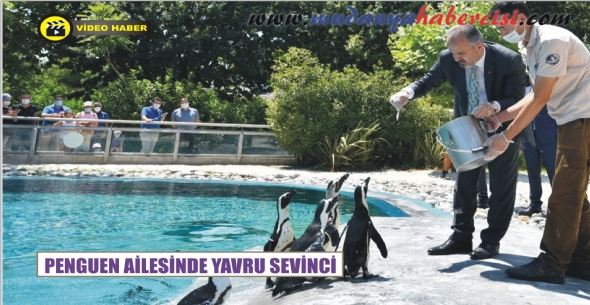 PENGUEN ALESNDE YAVRU SEVNC